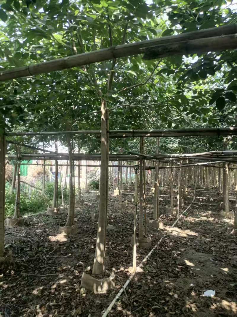 火焰木绿化苗一手货源自产自销量大价格优惠