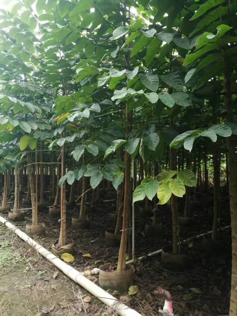 火焰木绿化苗一手货源自产自销量大价格优惠