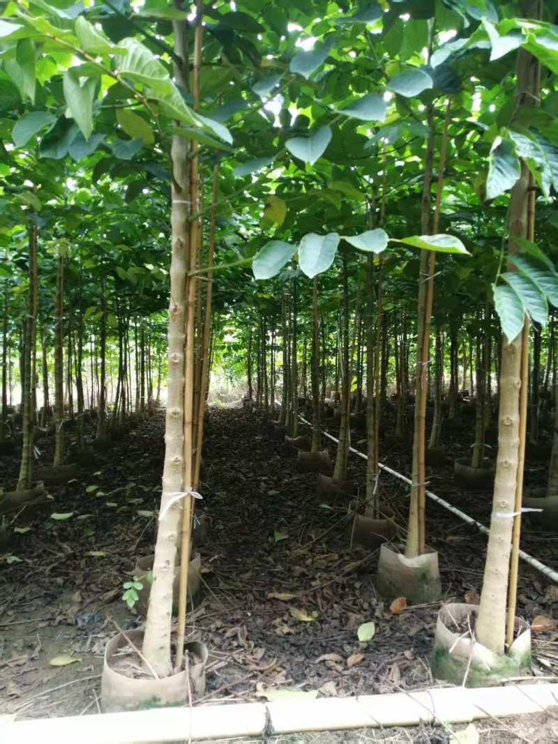 火焰木绿化苗一手货源自产自销量大价格优惠