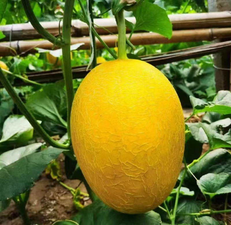 【重磅推荐】莘县凤金6号哈密瓜对接商超批发电商/量大从优