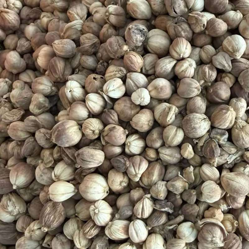 白豆蔻