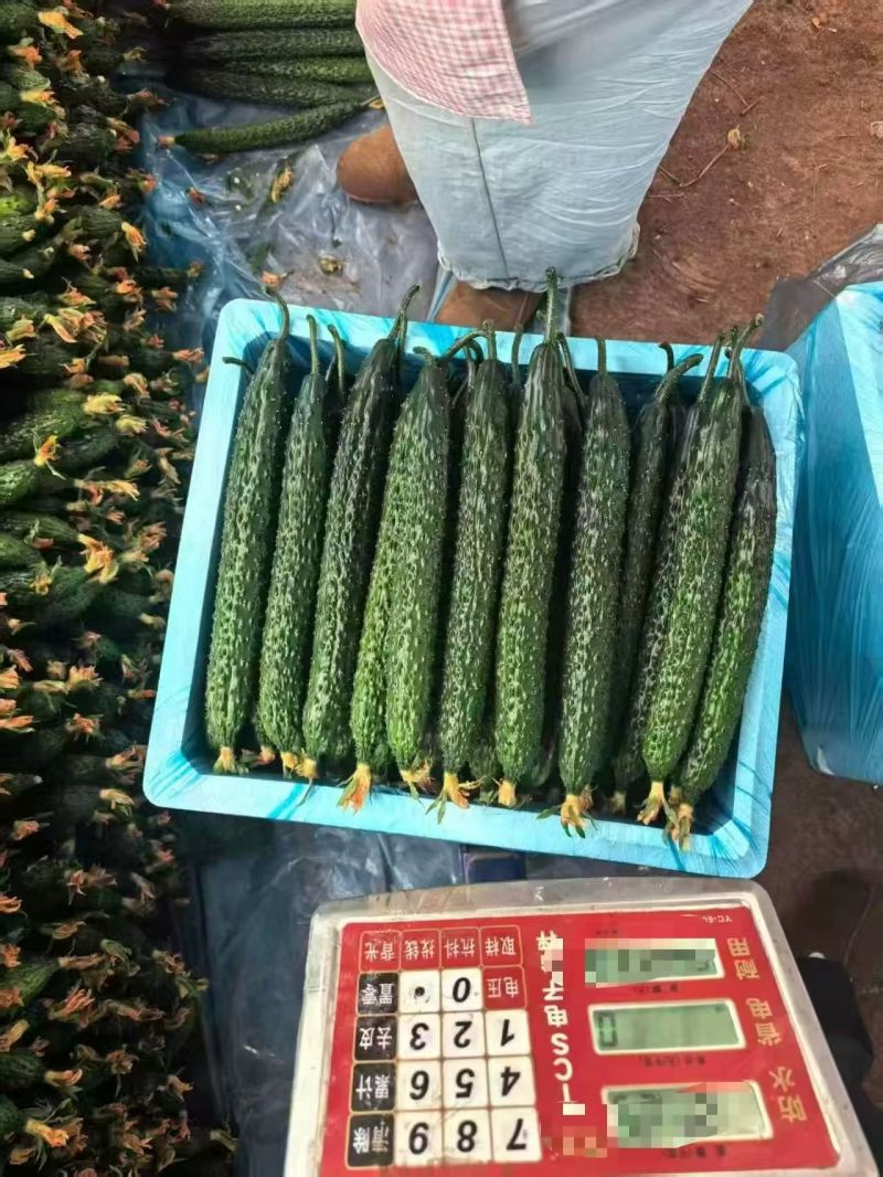 河南夏邑黑油黄瓜，万亩基地，大量上市，需要联系。