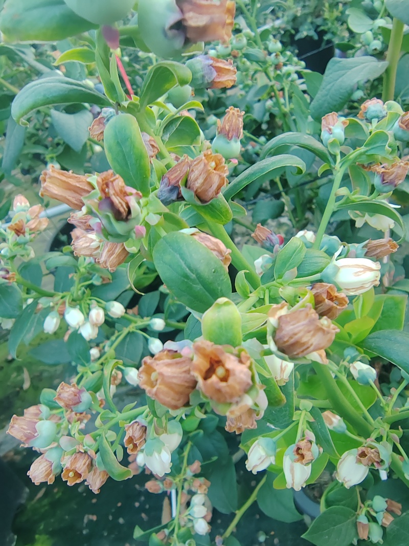 云南红河弥勒蓝莓，批发