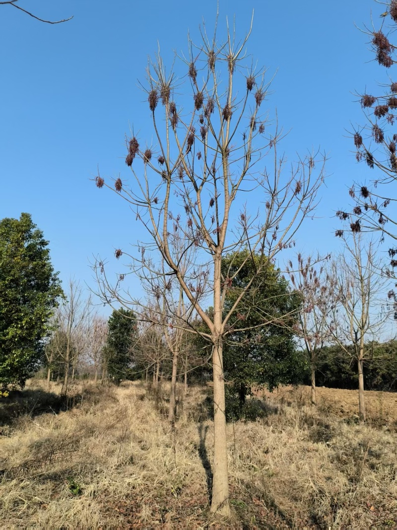 15-18-20公分重阳木