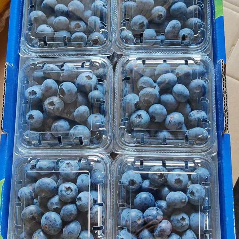 L25山东蓝莓产地大量上市，市场收货，品种齐全
