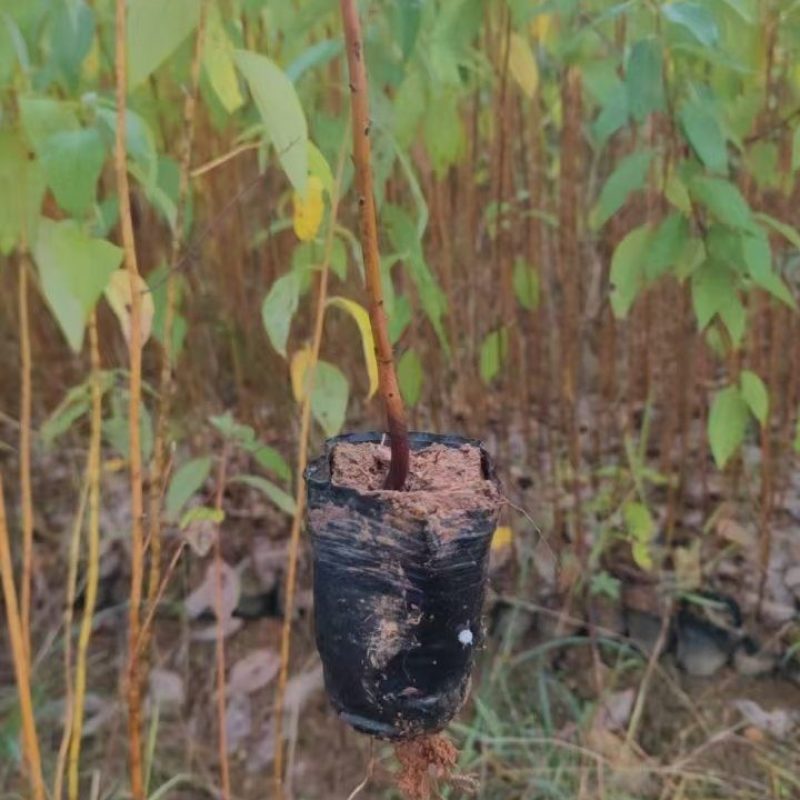 大量出售木姜子苗，毛叶品种，云南苗，杯苗，，地苗都有