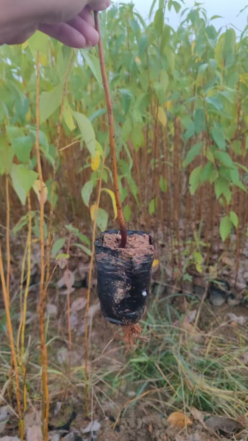 大量出售木姜子苗，毛叶品种，云南苗，杯苗，，地苗都有