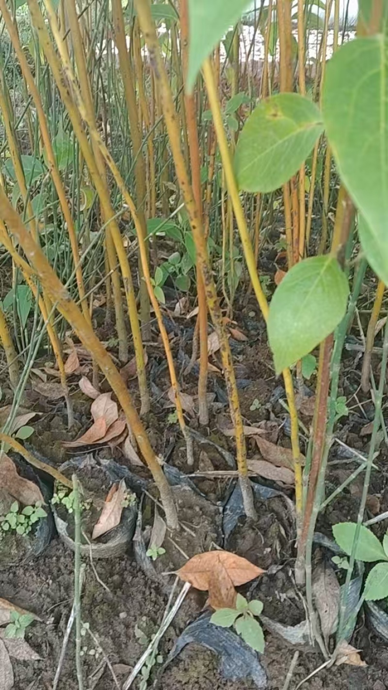 大量出售木姜子苗，毛叶品种，云南苗，杯苗，，地苗都有