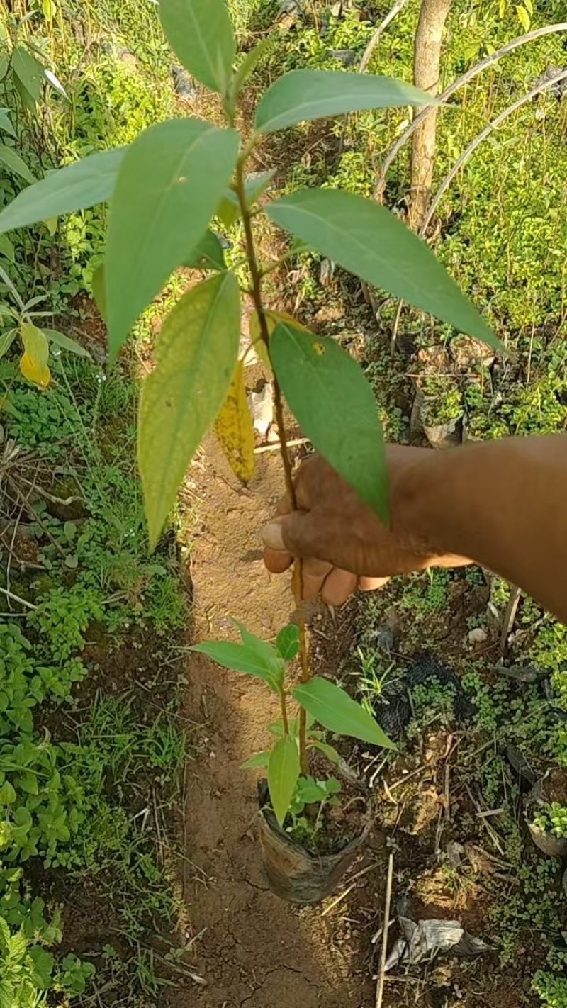 大量出售木姜子苗，毛叶品种，云南苗，杯苗，，地苗都有