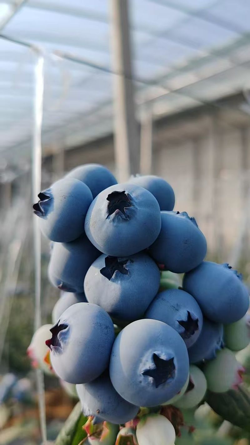 L25山东蓝莓产地大量上市，市场收货，品种齐全