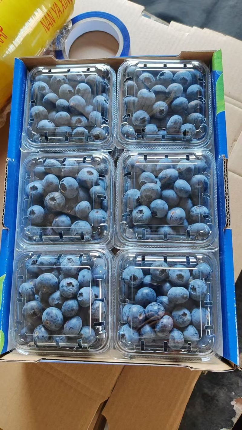 L25山东蓝莓产地大量上市，市场收货，品种齐全