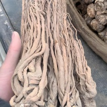 陇源特产当归条当归片/量大从优/保质保量诚信经营/欢迎下单