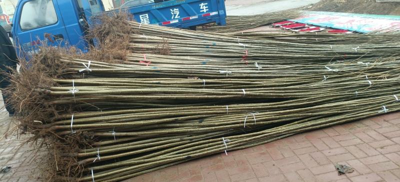 107速生杨大量供应中，基地直销，一颗也是批发价