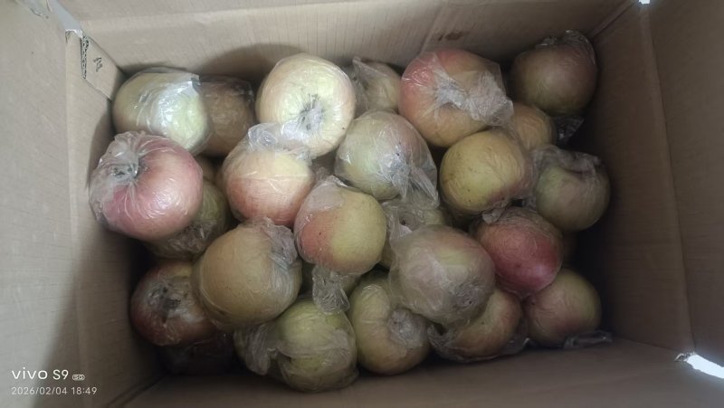 产地山东乐陵自家红富士苹果园可议