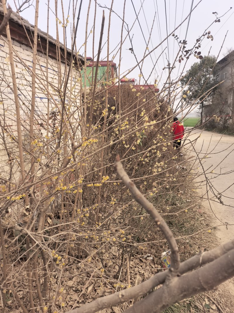 腊梅树，素心腊梅树，紫心腊梅树。