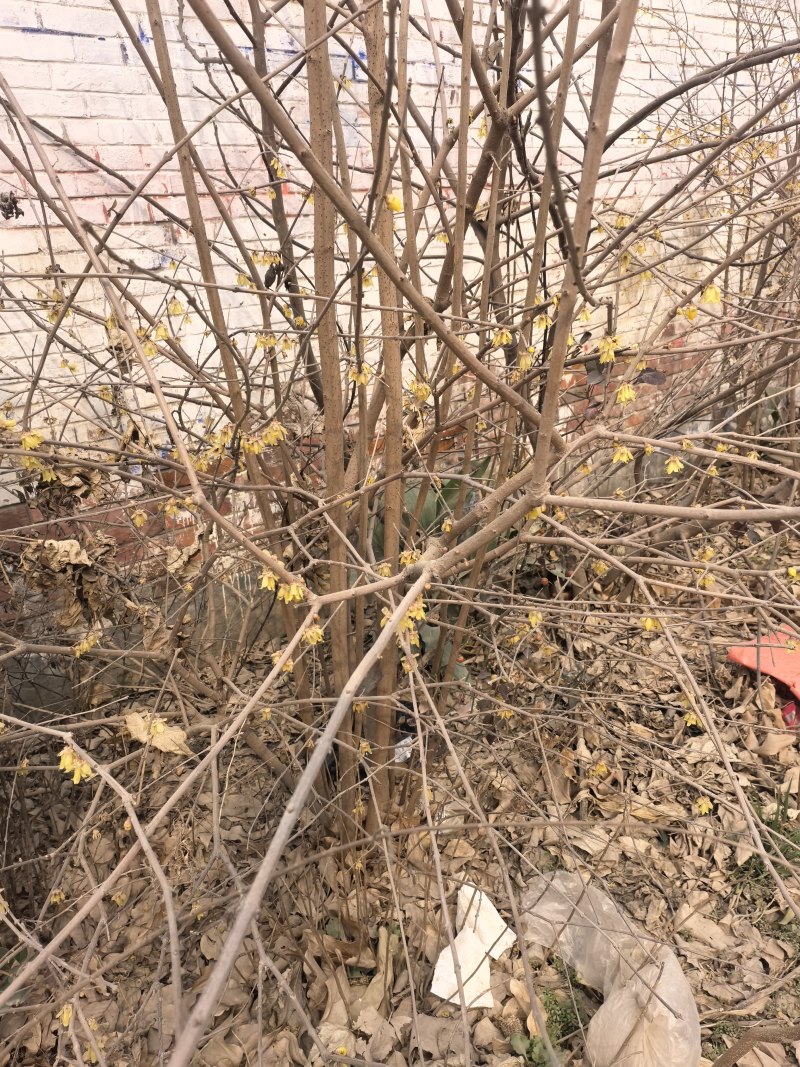 腊梅树，素心腊梅树，紫心腊梅树。