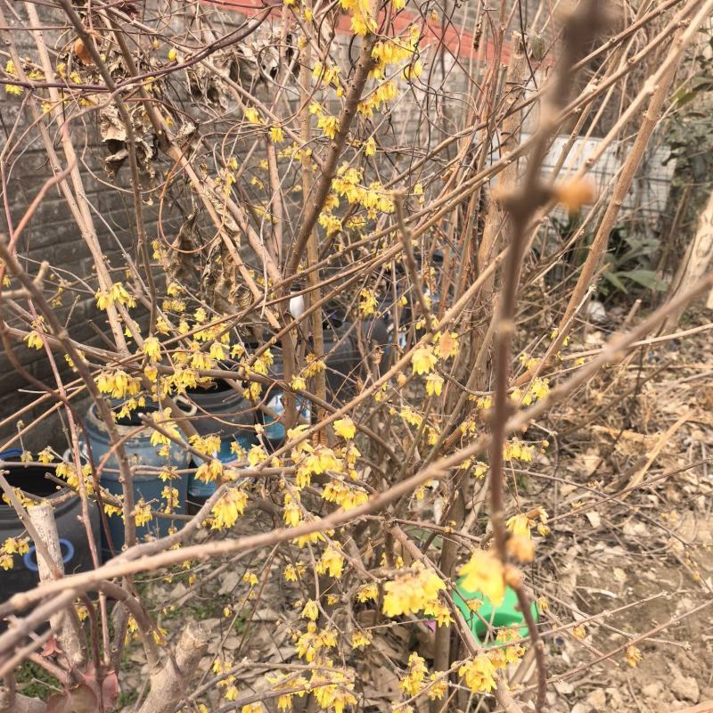 腊梅树，素心腊梅树，紫心腊梅树。