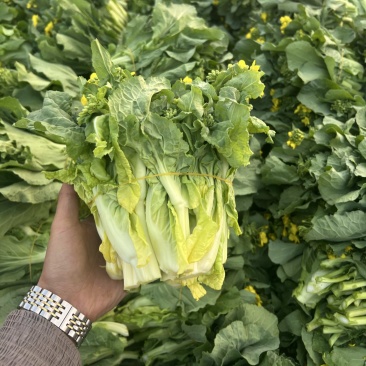 贵州高山白菜苔