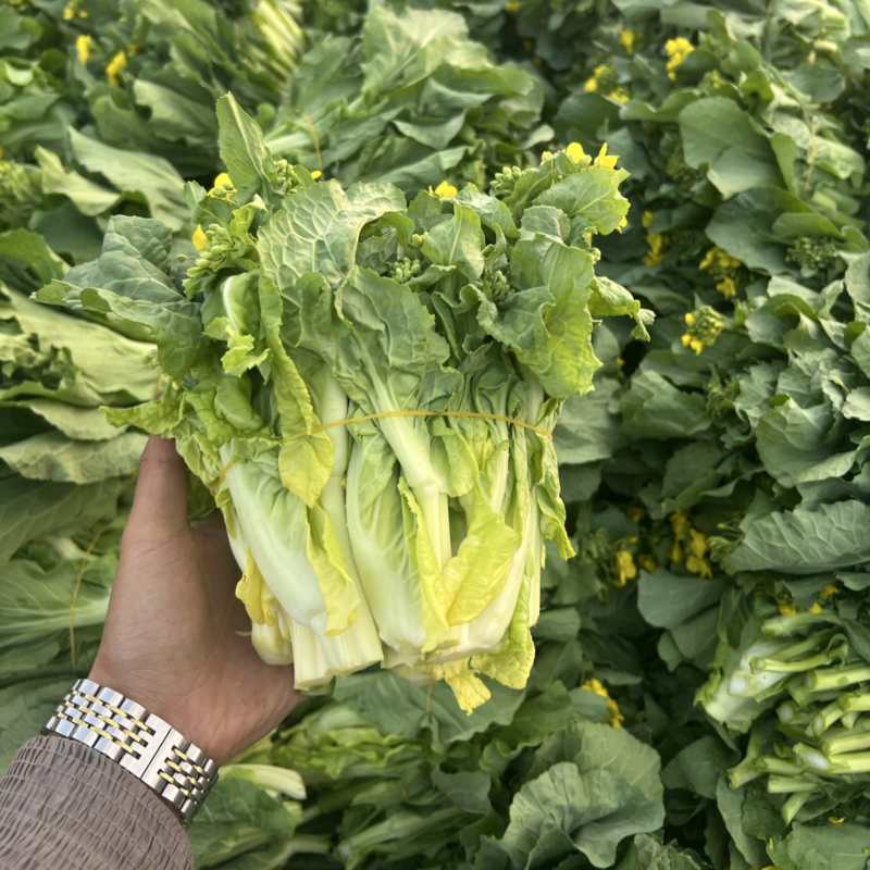 贵州高山白菜苔