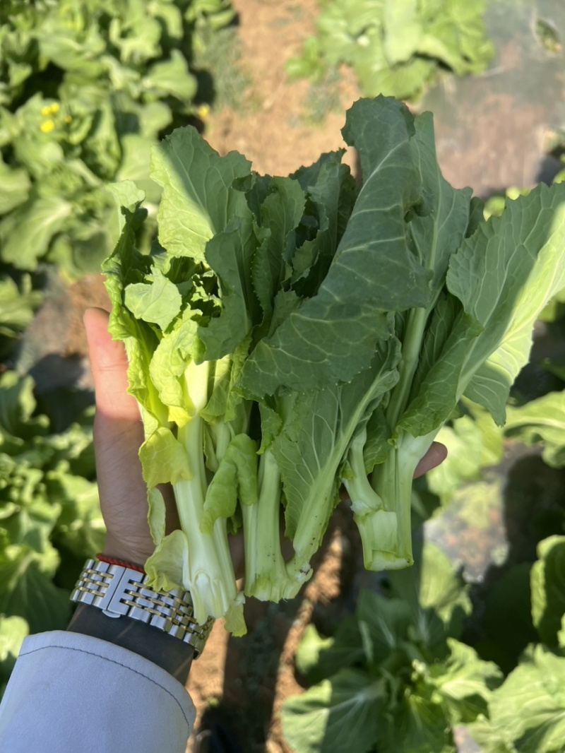 贵州高山白菜苔