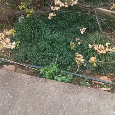 野生麦冬，全部源于大山，不是种植的。找长期合作老板