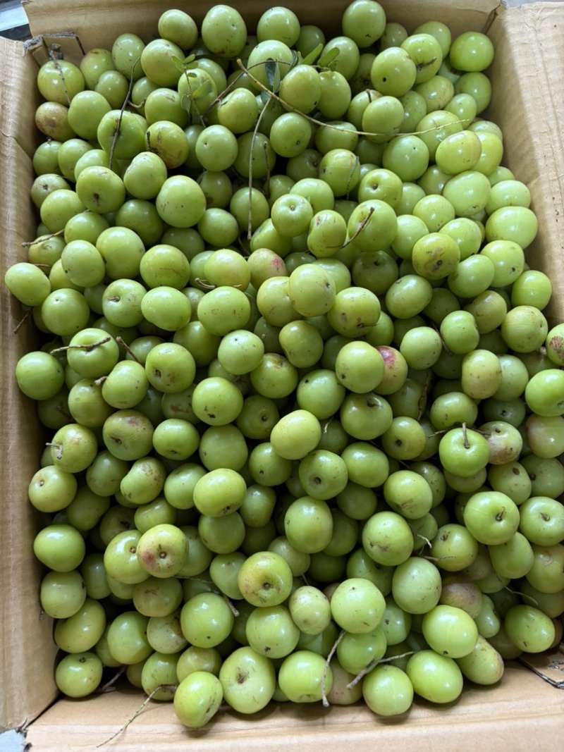 特大果，新油柑，反季节油柑，番花油柑，市场货，电商货