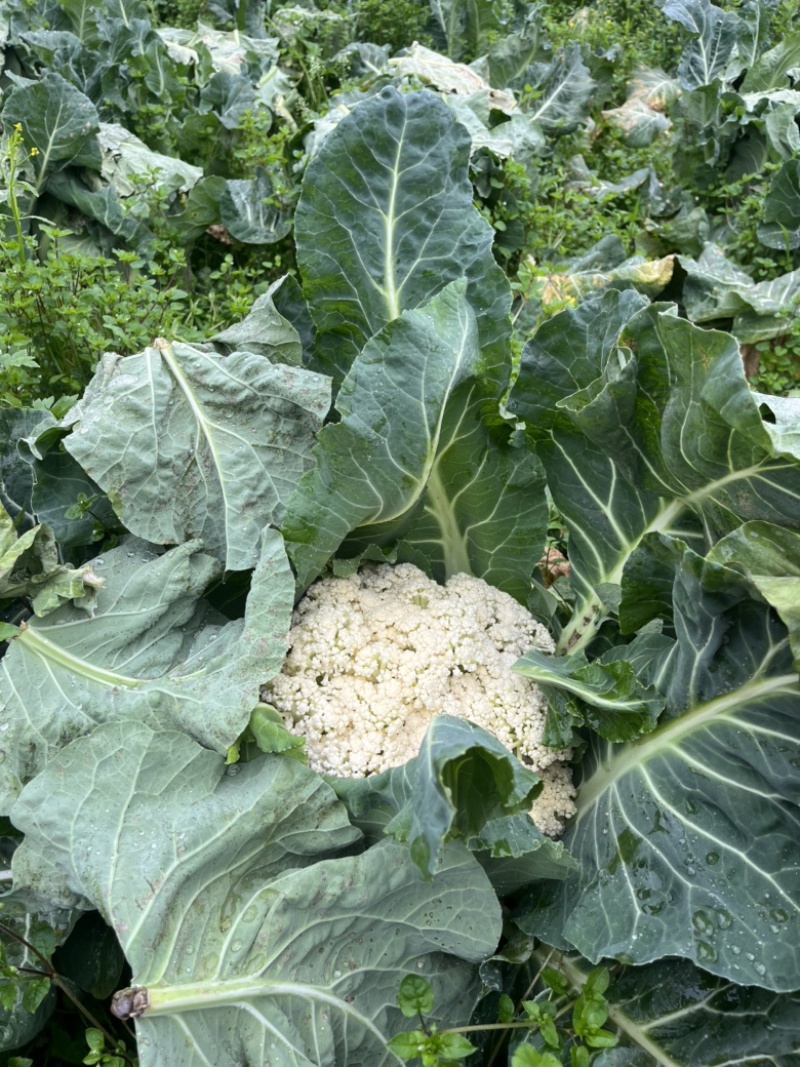 花椰菜，地里现摘，石柱县城送货上门