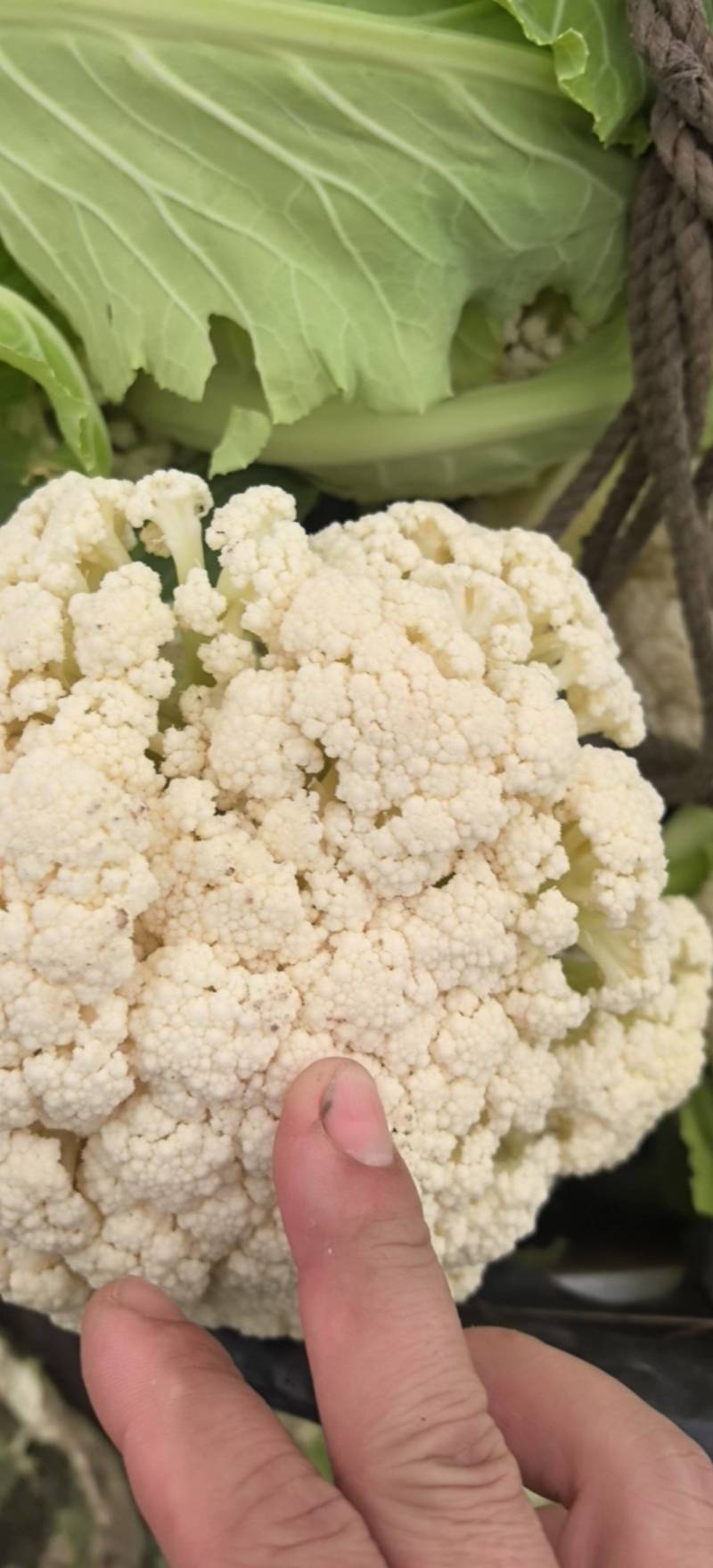 128天，第一批六十亩花菜，开始市