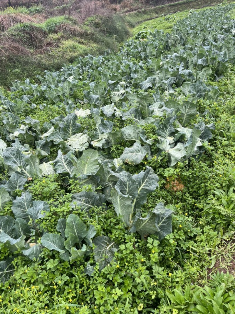 花椰菜，地里现摘，石柱县城送货上门