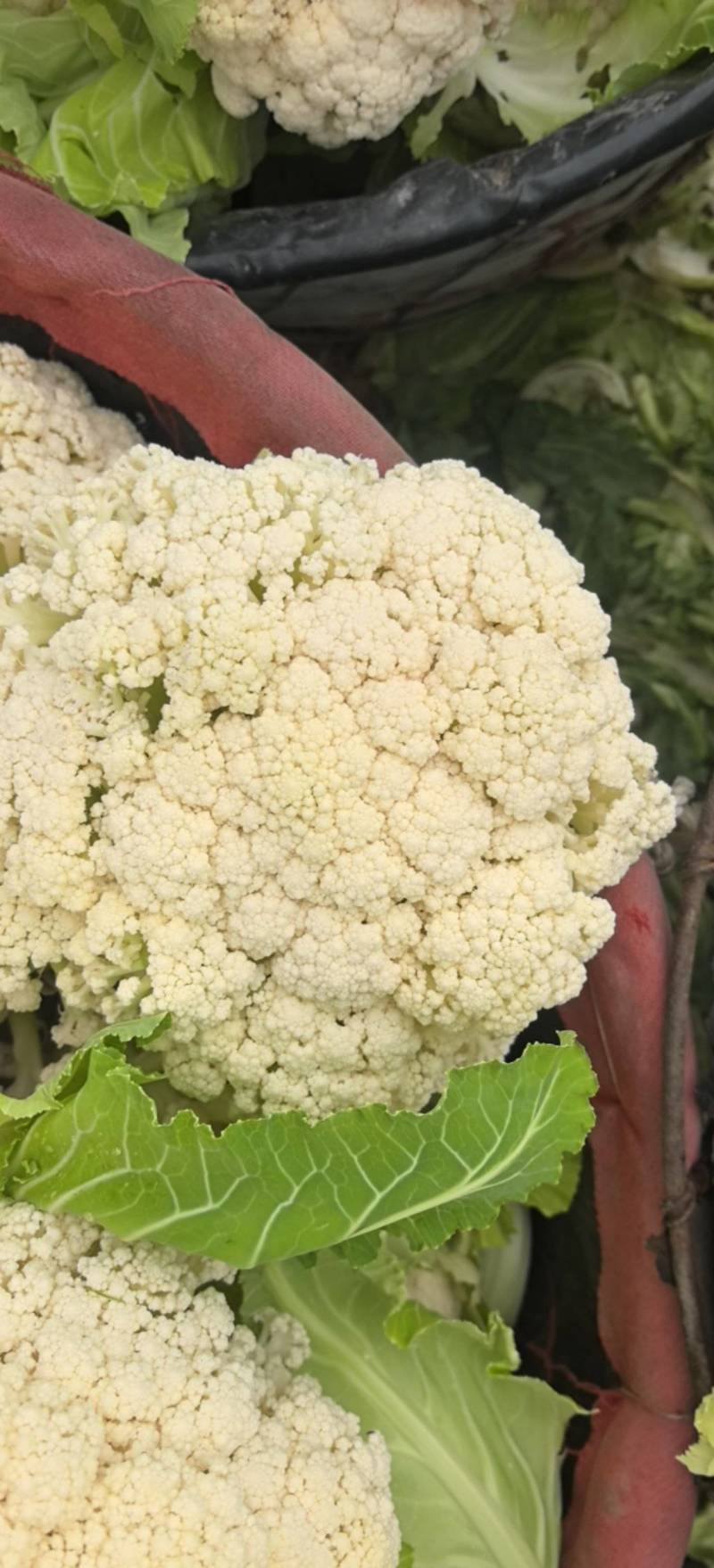 128天，第一批六十亩花菜，开始市