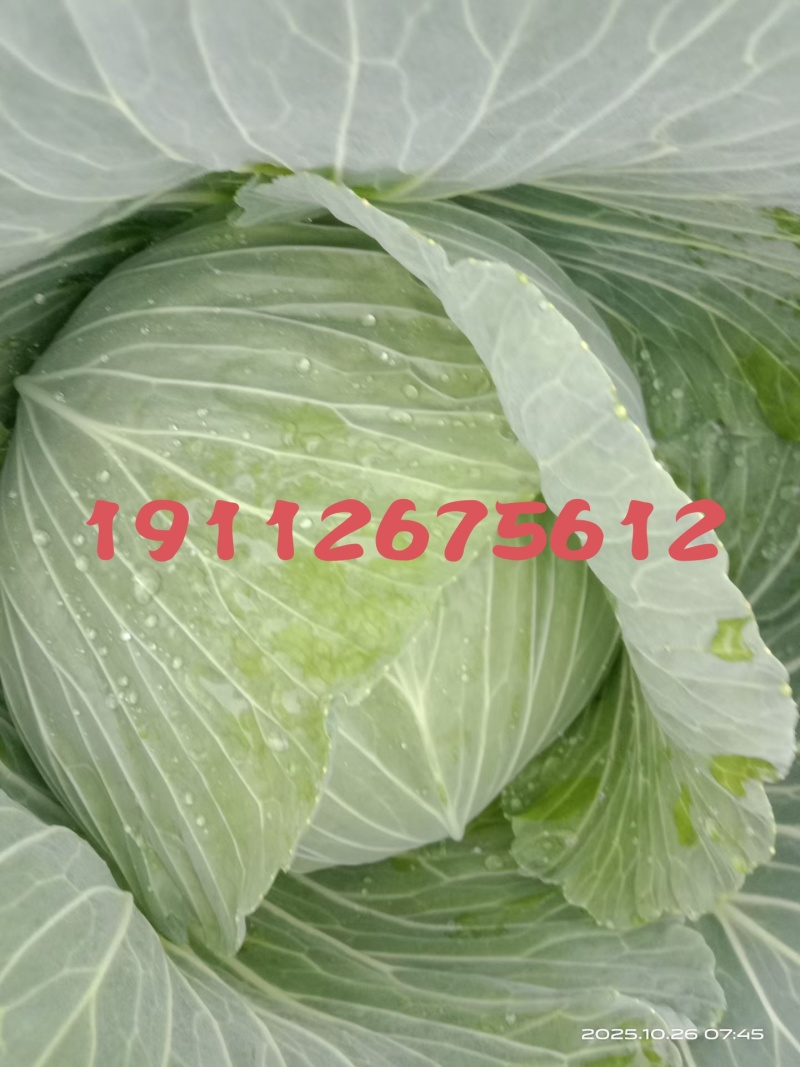 越冬王，富士春，耐烈春神，春晓，紧包莲白