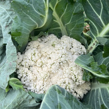 花椰菜，地里现摘，石柱县城送货上门