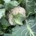 花椰菜，地里现摘，石柱县城送货上门