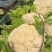 128天，第一批六十亩花菜，开始市