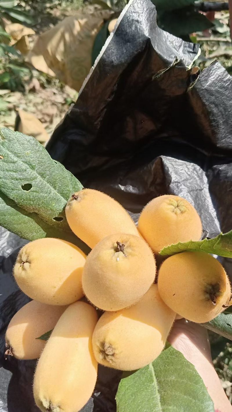 攀枝花米易早种枇杷