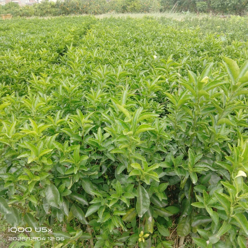 占地苗，占地柑橘苗，占地树苗，