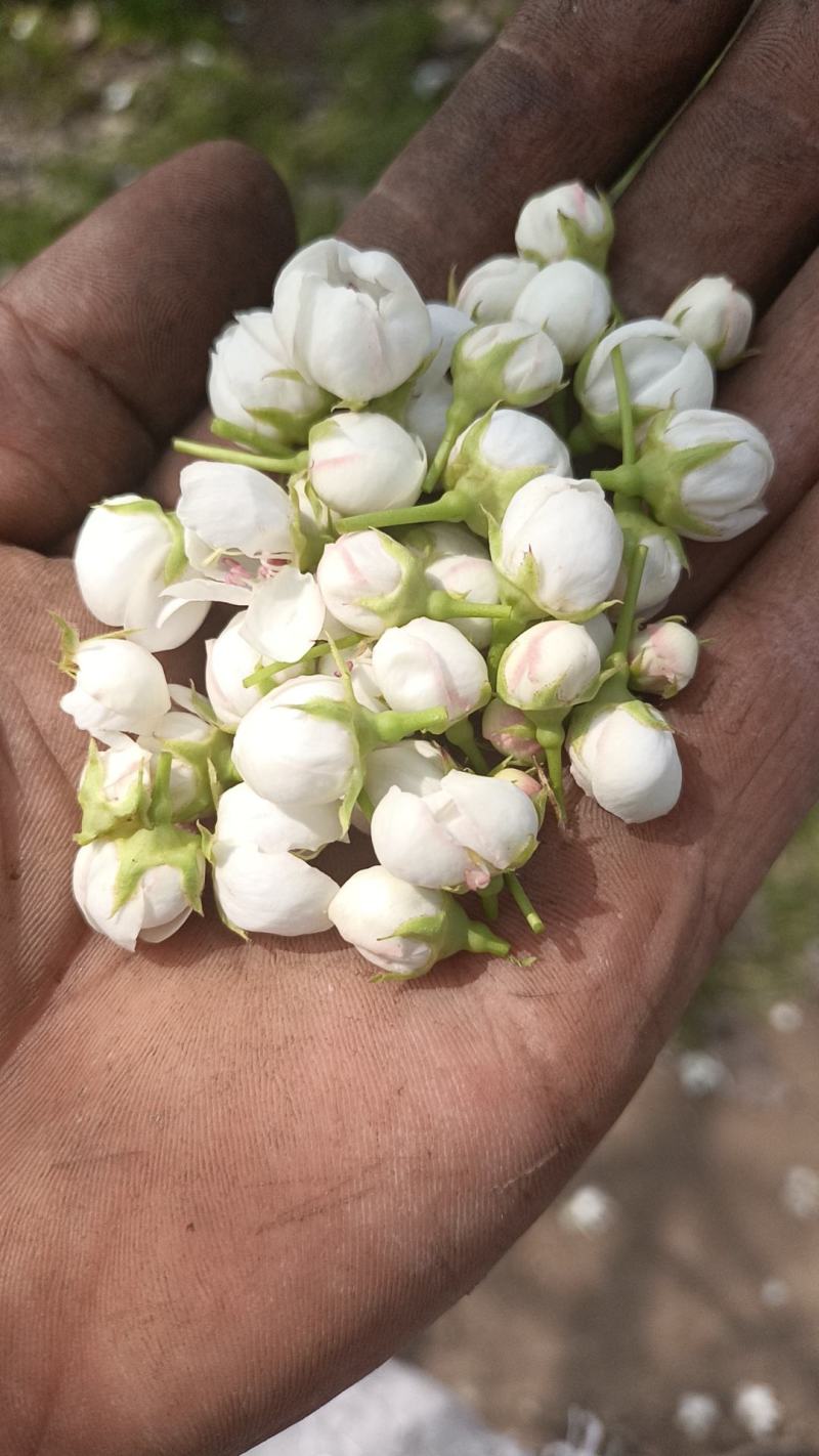 梨花，花籽，代收梨花，花粒，