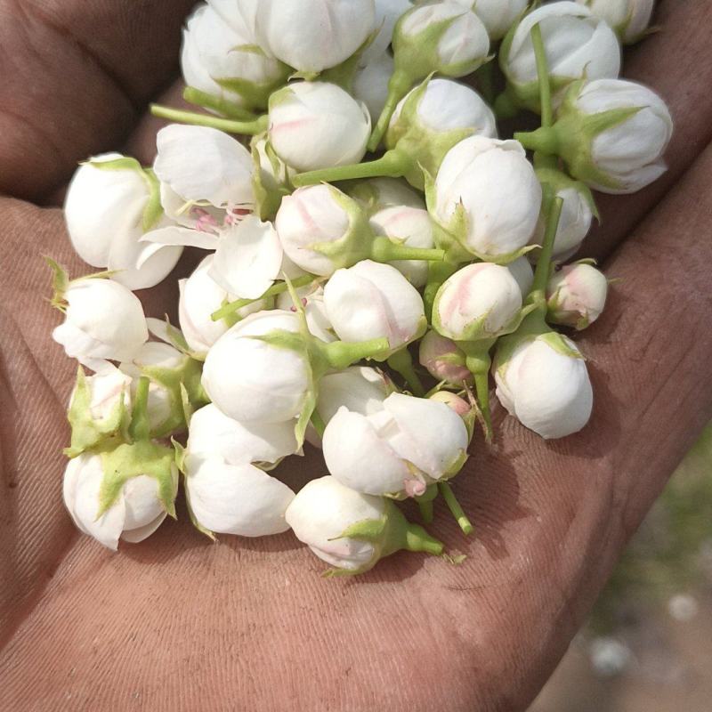 梨花，花籽，代收梨花，花粒，