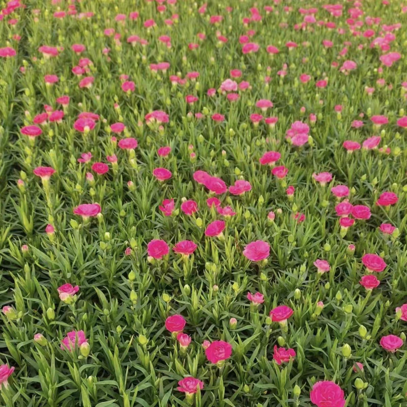 青州康乃馨苗圃基地直发货源充足可零售可批发欢迎致电