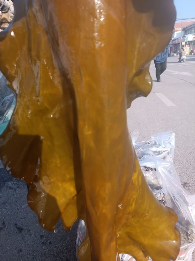 大连海带