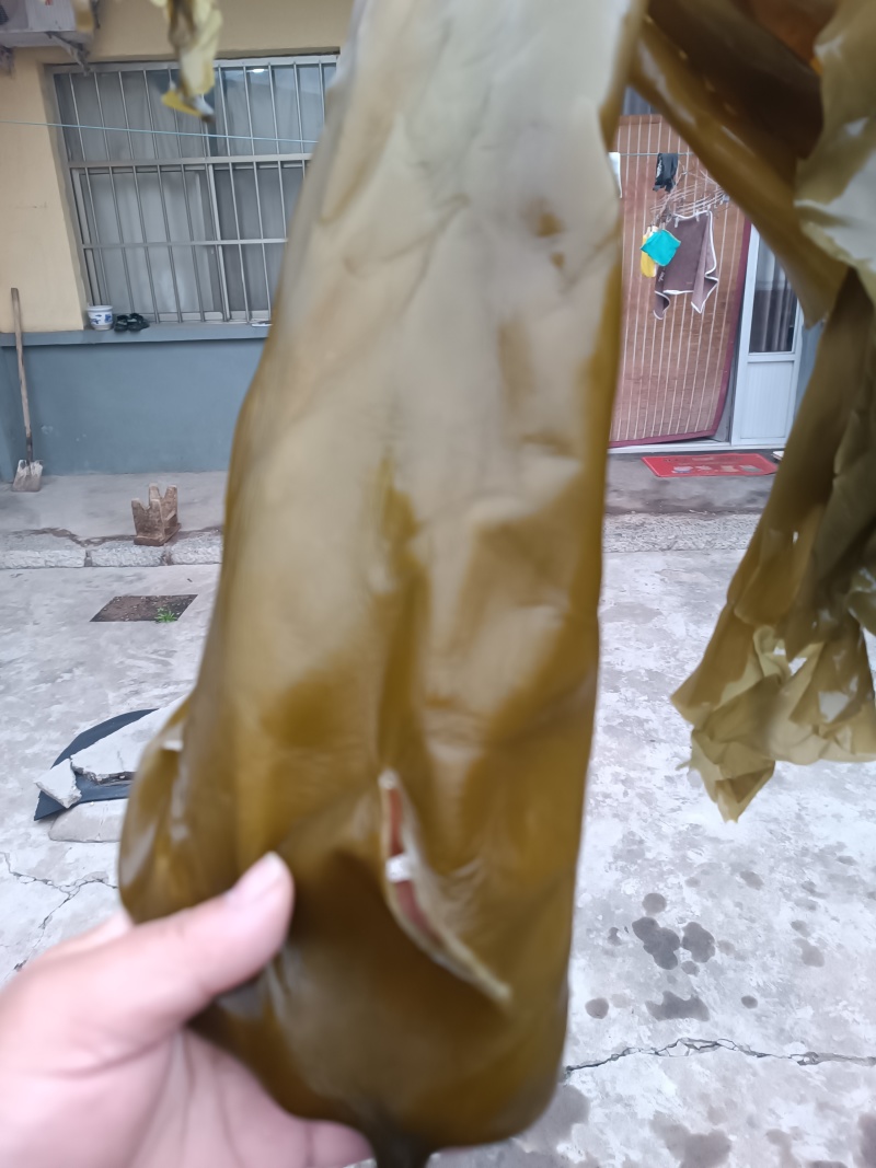 大连海带
