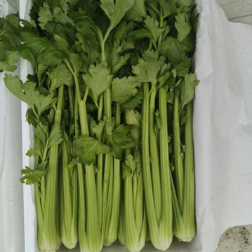 山东寿光产地直供精品水果芹菜，新鲜现摘