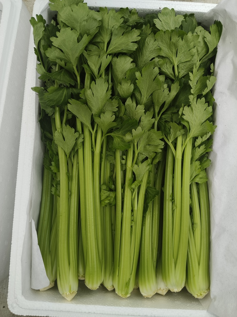 山东寿光产地直供精品水果芹菜，新鲜现摘