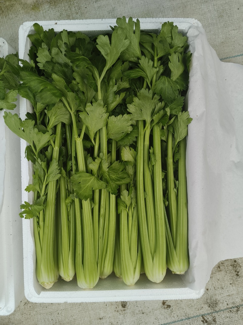 山东寿光产地直供精品水果芹菜，新鲜现摘