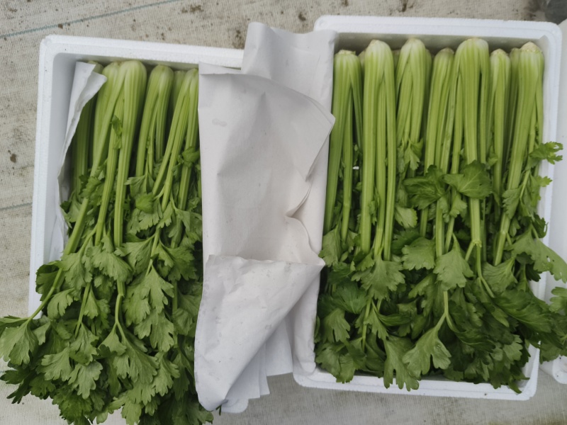 山东寿光产地直供精品水果芹菜，新鲜现摘