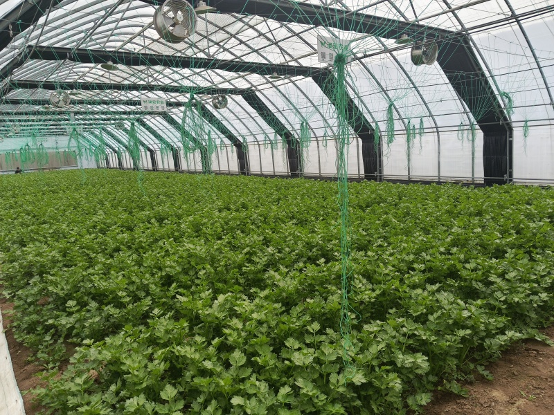 山东寿光产地直供精品水果芹菜，新鲜现摘
