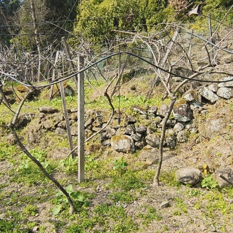 腾退土地，10年苍溪红心猕猴桃大树，每年挂果稳定