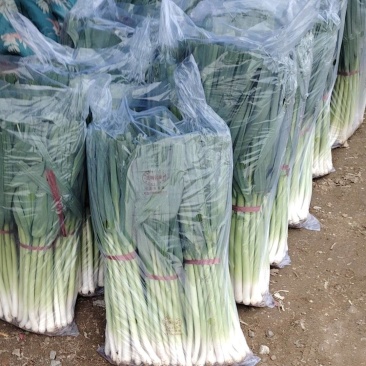 精品扒皮青蒜苗大量现货供应需要的联系价格美丽️