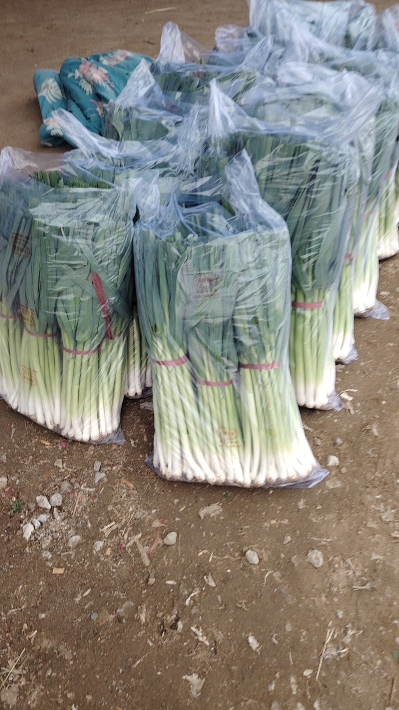 精品扒皮青蒜苗大量现货供应需要的联系价格美丽️