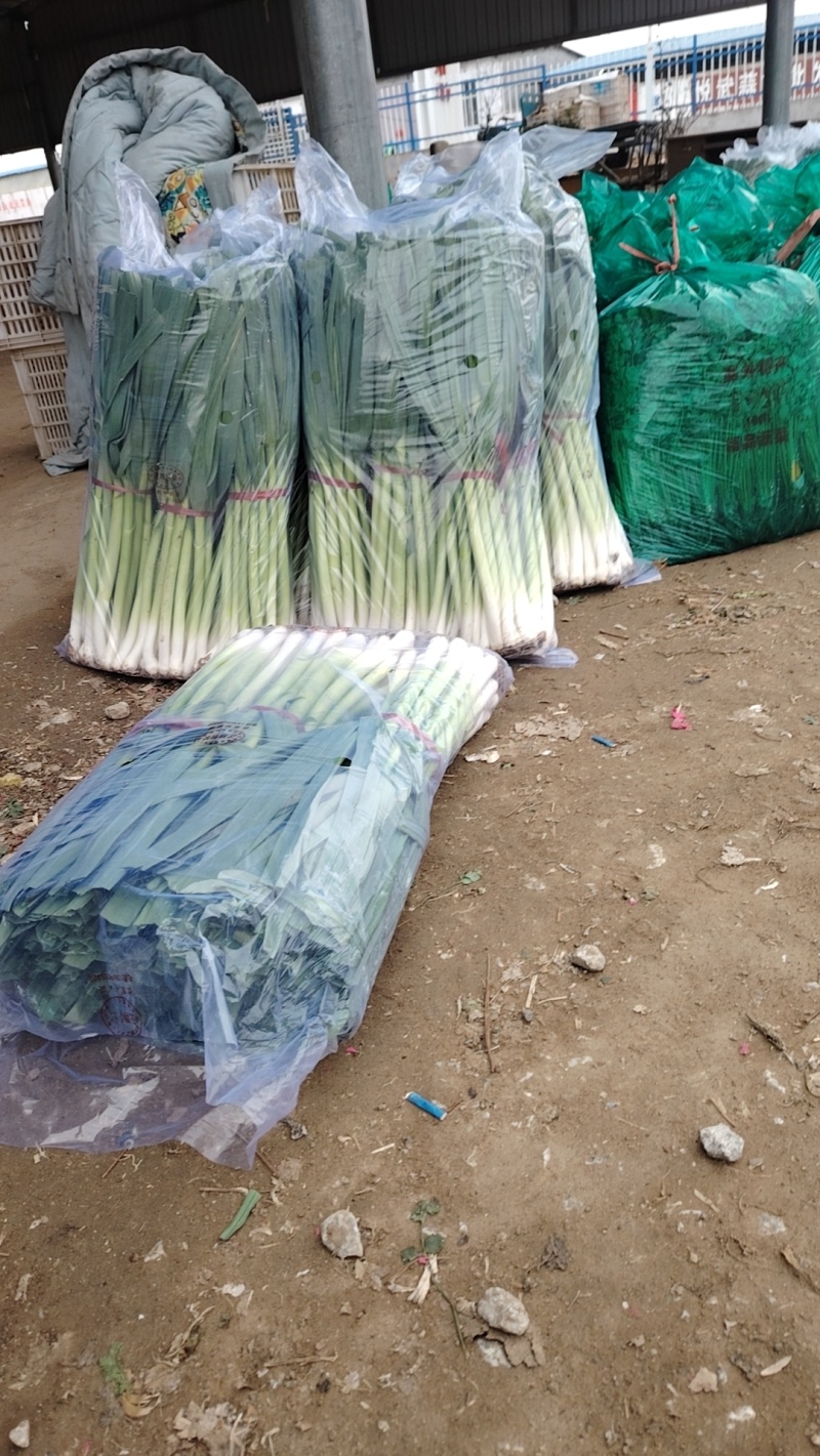 精品扒皮青蒜苗大量现货供应需要的联系价格美丽️
